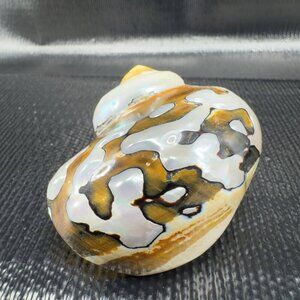 Natural Abalone Shell Iridescent African Turban Seashell Turbo Sarmaticus Smooth